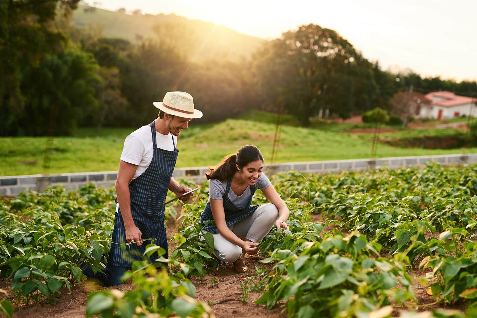 10 Organic Farming Techniques to Boost Sustainable Crop Yields
