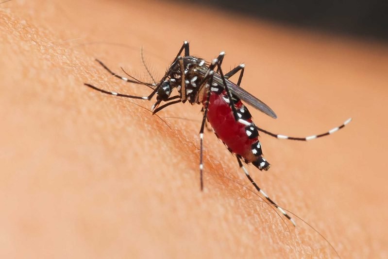 Summer Mosquito Defense: Protect Your Backyard Against Swarms