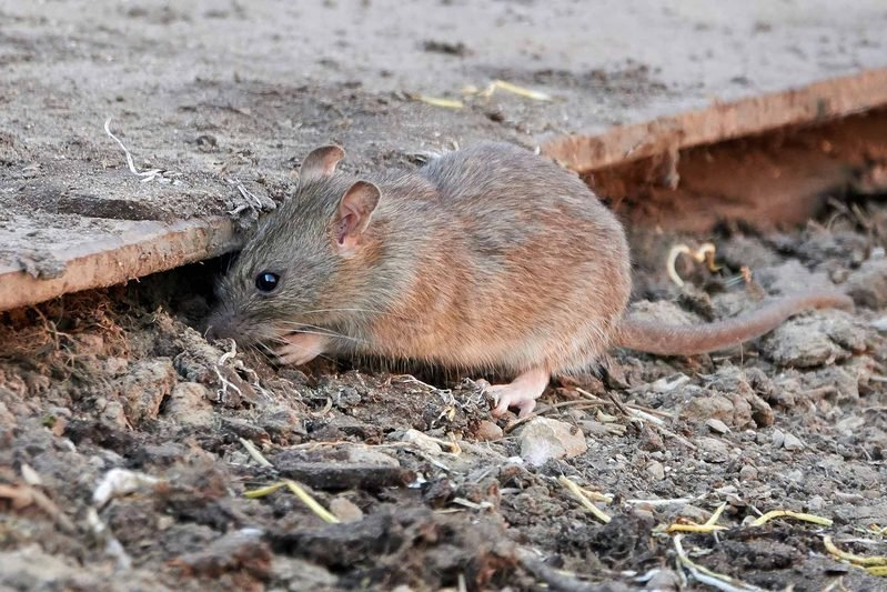 How to Spot Early Signs of Rodent Infestations Before Damage Happens