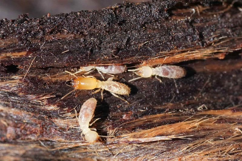 10 Effective Ways to Keep Termites Away From Your Home Foundation