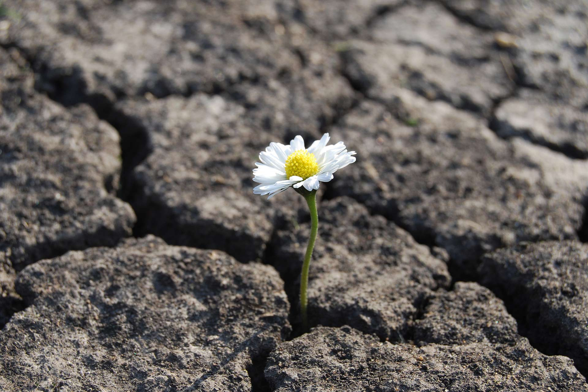 Building Resilience Through Life Challenges